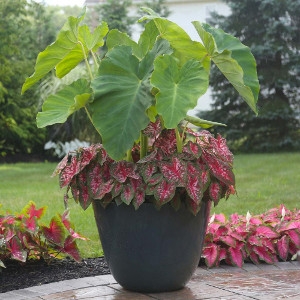 Elephant Ear Bulbs