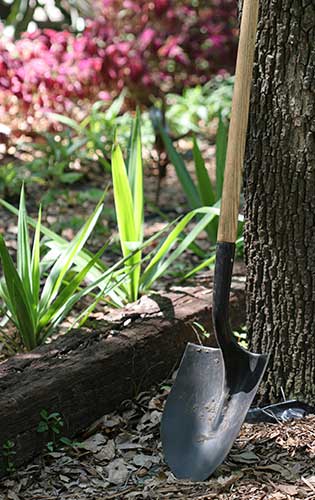 shovel leaning against tree