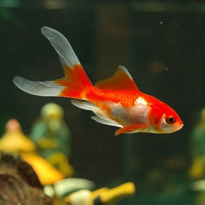 Sarasa Comet Goldfish Arbordale Nurseries Getzville Ny