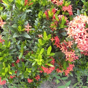 Ixora 'Petite Red' /Petite Red Ixora | MRT Lawn and Garden Center ...