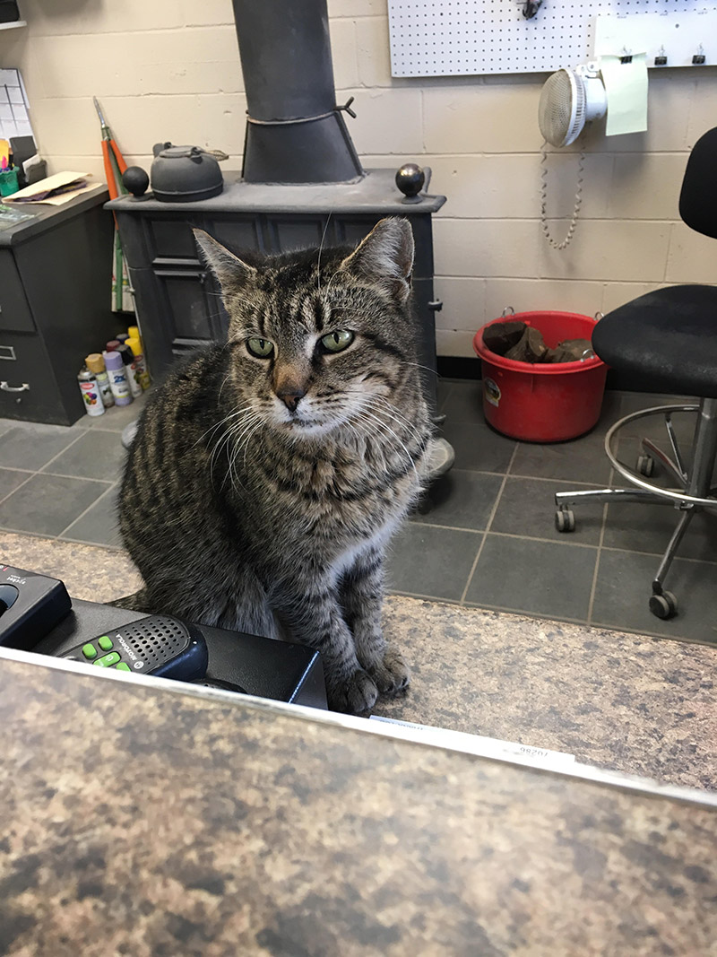 cat