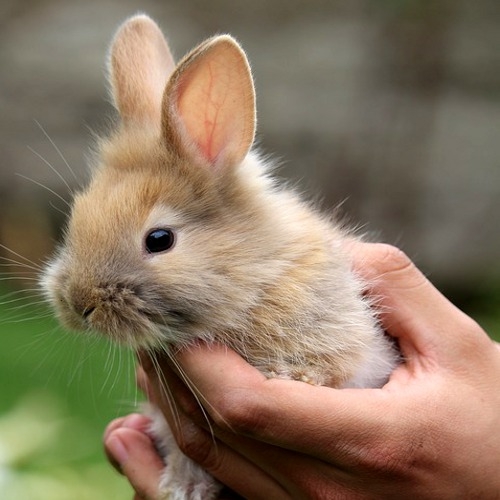 Small Animals | Sweet Meadow Feed & Grain | Sherborn, MA